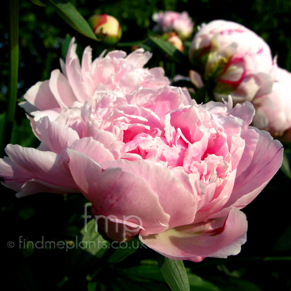 Big Photo of Paeonia Lactiflora, Flower Close-up