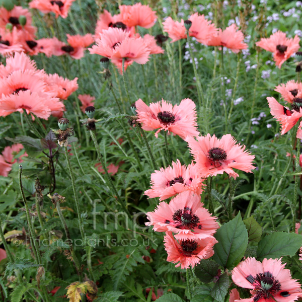 Big Photo of Papaver Orientalis