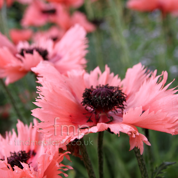 Big Photo of Papaver Orientalis, Flower Close-up