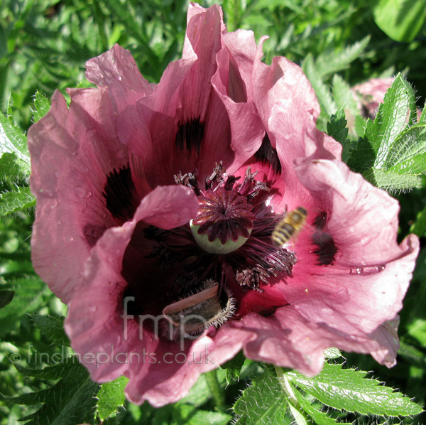 Big Photo of Papaver Orientale, Flower Close-up