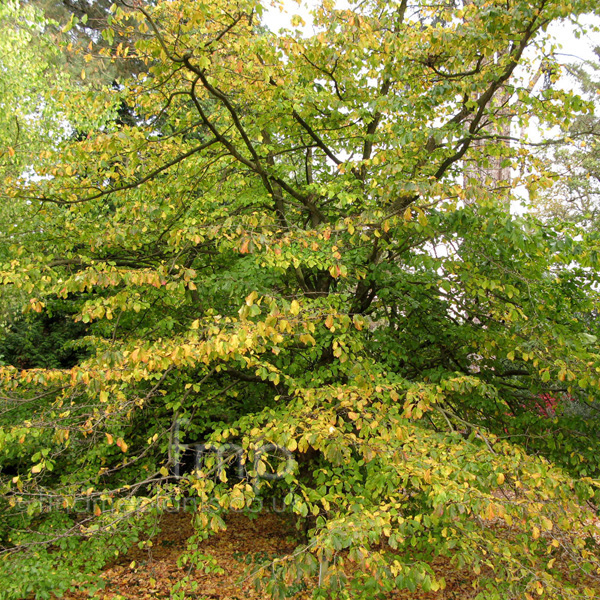 Big Photo of Parrotia Persica