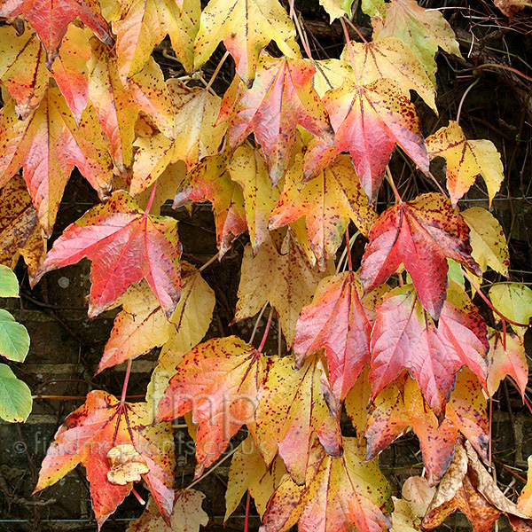 Big Photo of Parthenocissus Tricuspidata