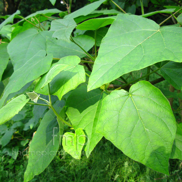 Big Photo of Paulownia Tomentosa