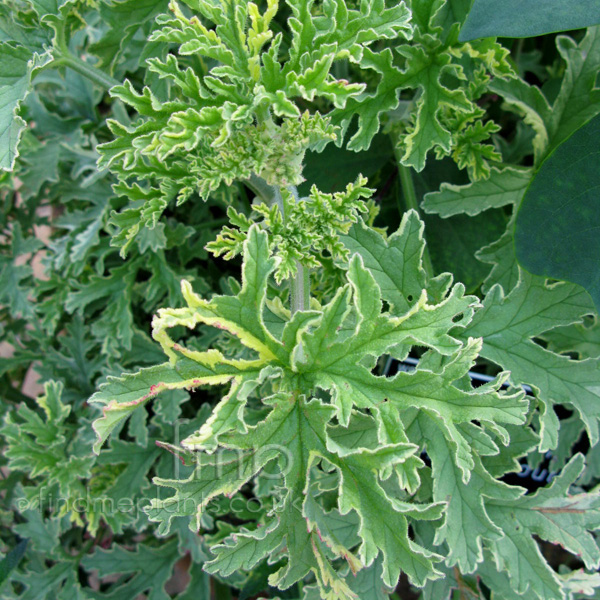 Pelargonium - 'Lady Plymouth': Information, Pictures & Cultivation Tips