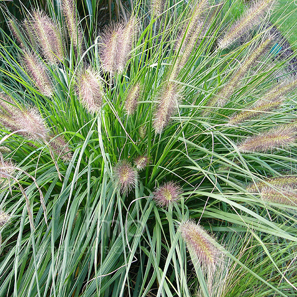 Big Photo of Pennisetum Alopecuroides