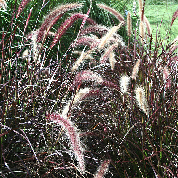 Big Photo of Pennisetum Setaceum