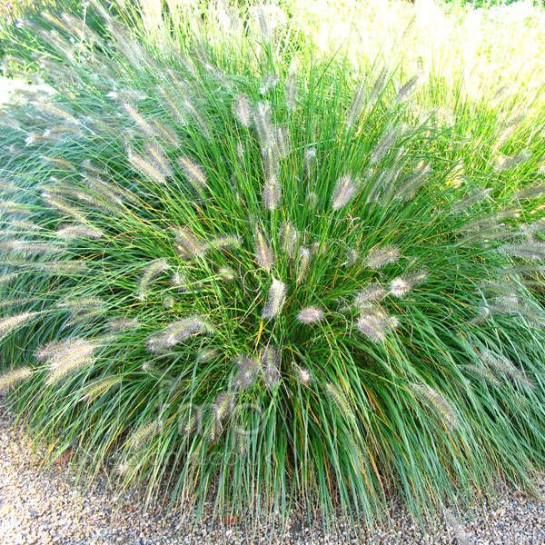 Big Photo of Pennisetum Alopecuroides