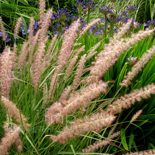 Big Photo of Pennisetum Orientale, Flower Close-up