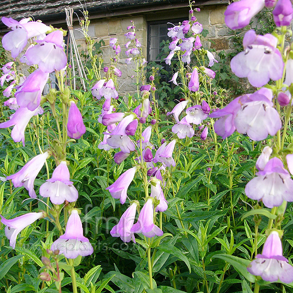 Big Photo of Penstemon 