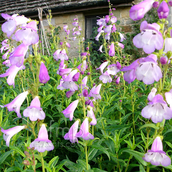 Big Photo of Penstemon , Flower Close-up