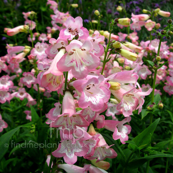 Big Photo of Penstemon Fujiyama, Flower Close-up