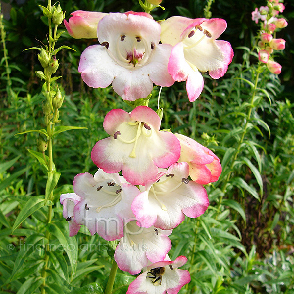 Big Photo of Penstemon 