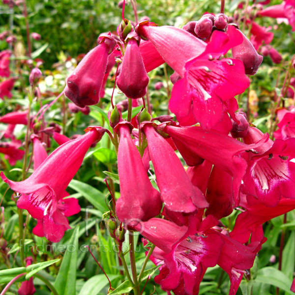 Big Photo of Penstemon , Flower Close-up