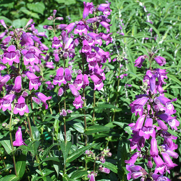 Big Photo of Penstemon 