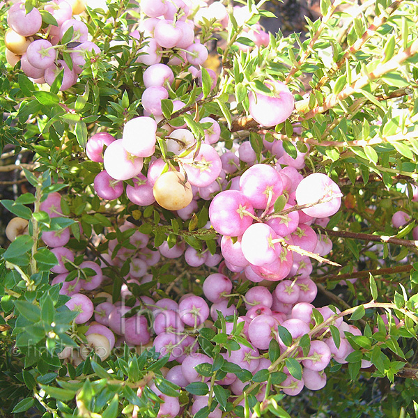 Big Photo of Pernettya Mucronata