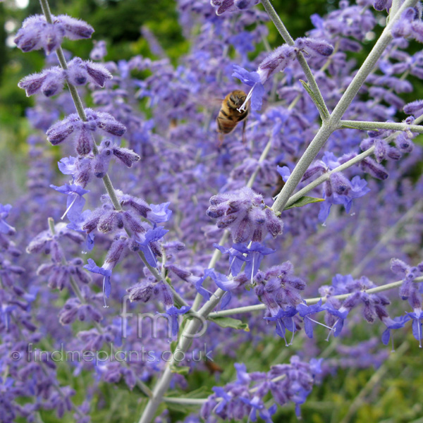 Big Photo of Perovskia Atriplicifolia, Flower Close-up