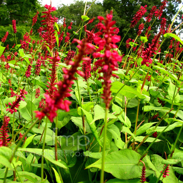 Big Photo of Persicaria Amplexicaulis, Flower Close-up