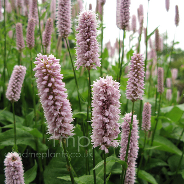 Big Photo of Persicaria Bistorta, Flower Close-up