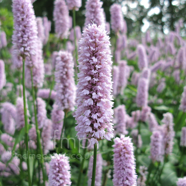 Big Photo of Persicaria Bistorta, Flower Close-up