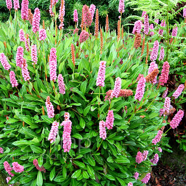 Big Photo of Persicaria 