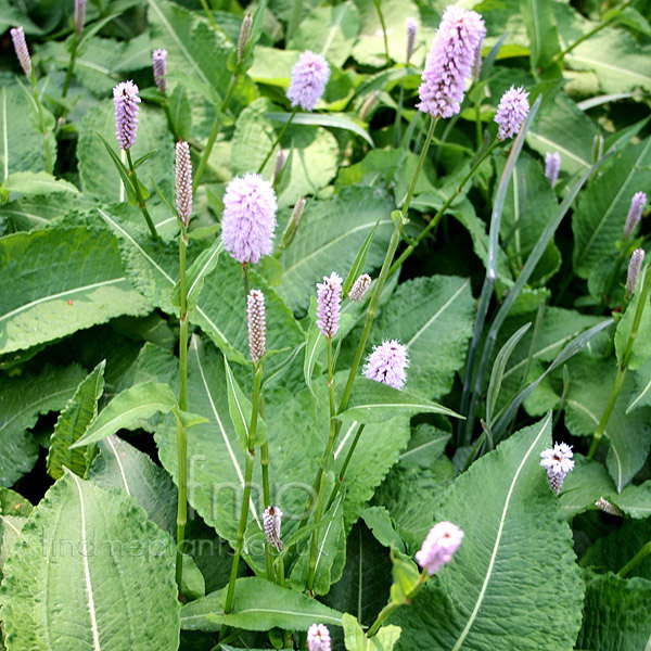 Big Photo of Persicaria Bistorta