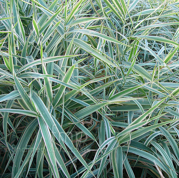 Big Photo of Phalaris Arundinacea