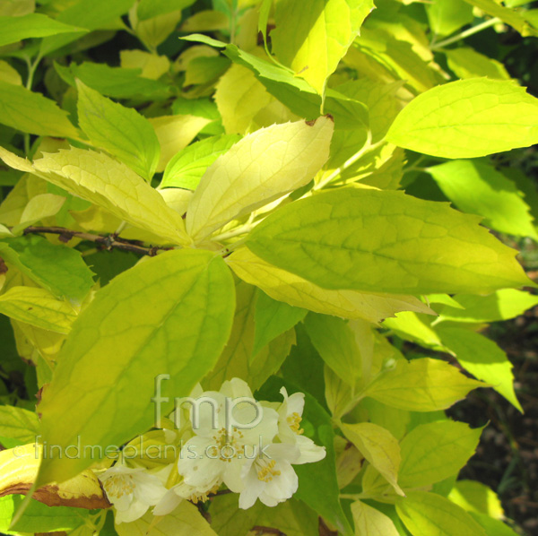 Big Photo of Philadelphus Coronarius