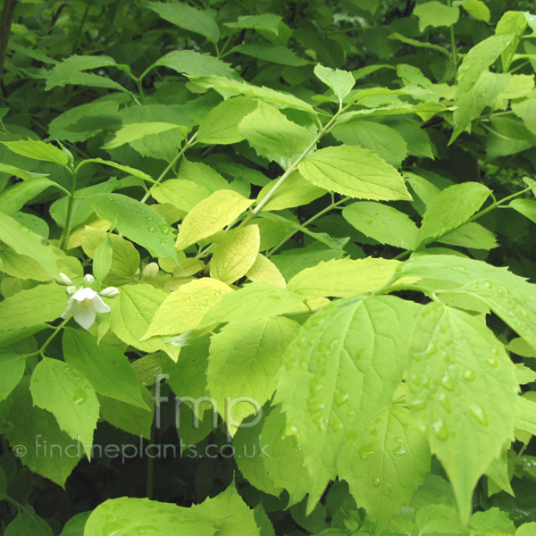 Big Photo of Philadelphus Coronarius, Leaf Close-up