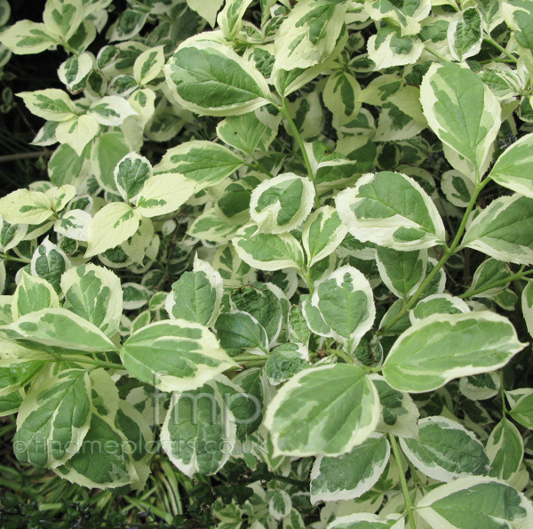 Big Photo of Philadelphus Coronarius