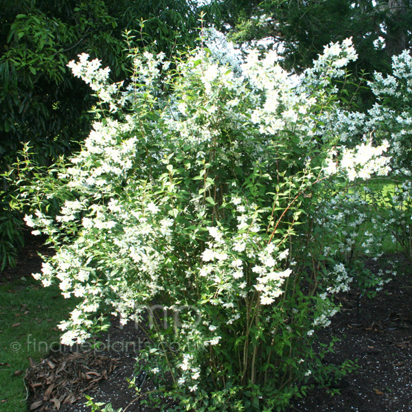 Big Photo of Philadelphus 