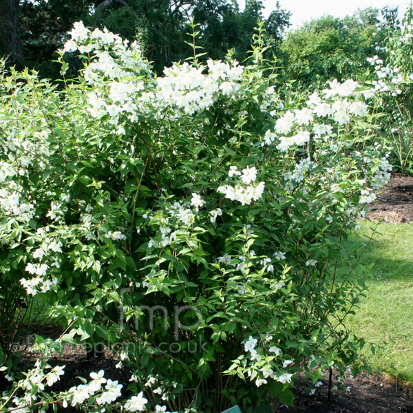 Big Photo of Philadelphus 