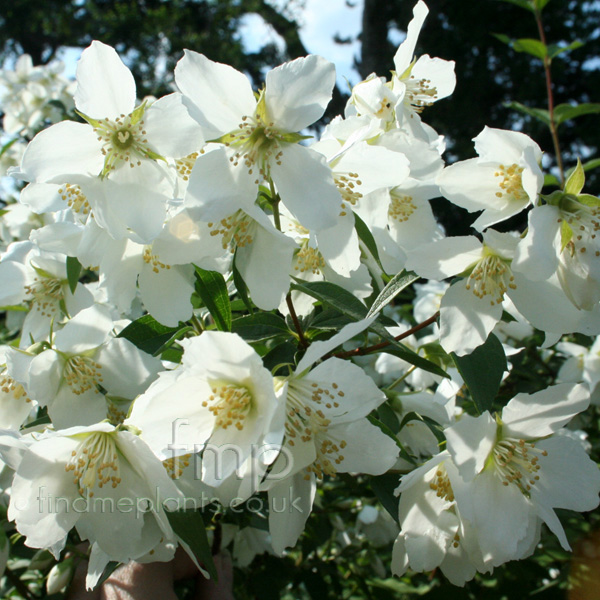 Big Photo of Philadelphus , Flower Close-up