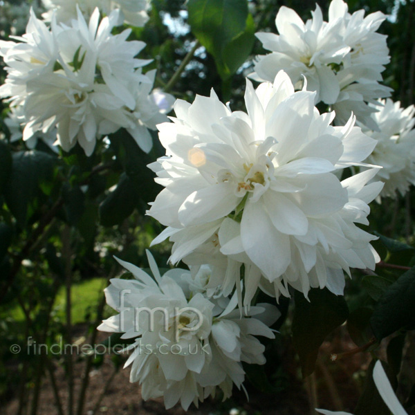 Big Photo of Philadelphus , Flower Close-up