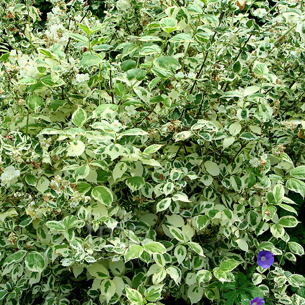 Big Photo of Philadelphus Coronarius