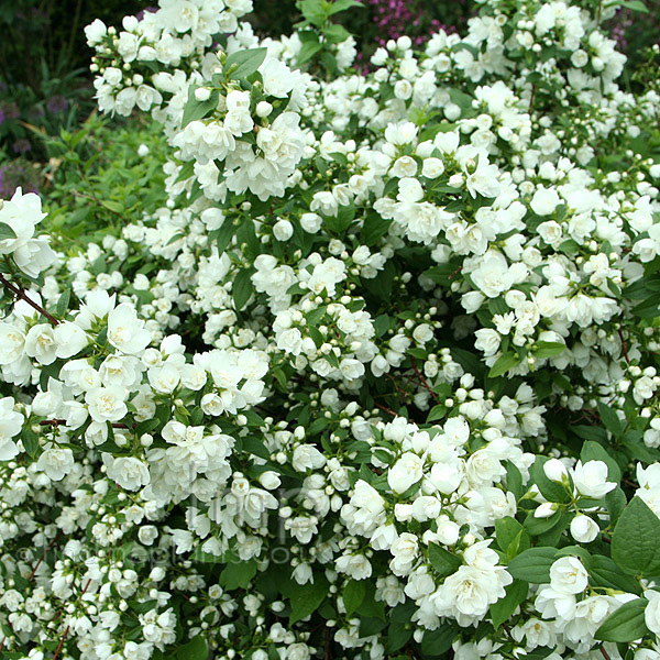 Big Photo of Philadelphus 