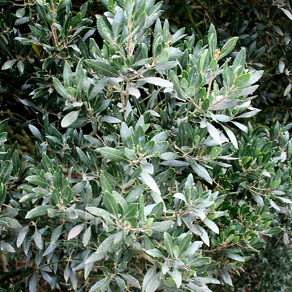 Big Photo of Phillyrea Latifolia