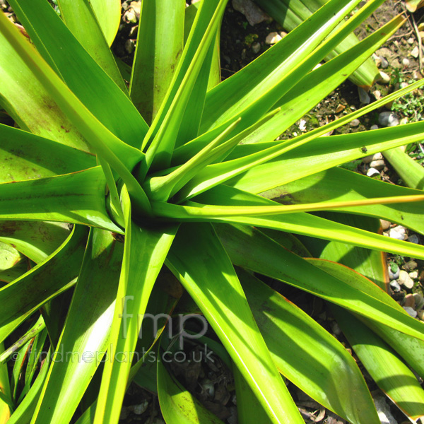 Big Photo of Kniphofia Northiae