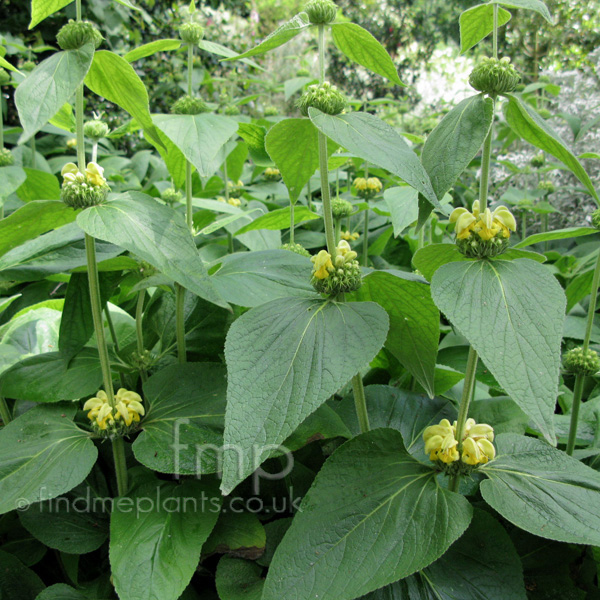 Big Photo of Phlomis Cashmeriana