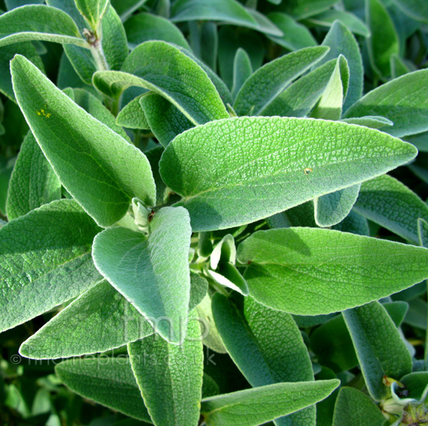 Big Photo of Phlomis Chrysophylla, Leaf Close-up