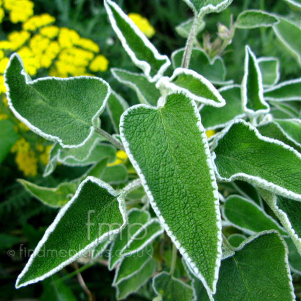 Big Photo of Phlomis Leucophracta, Leaf Close-up