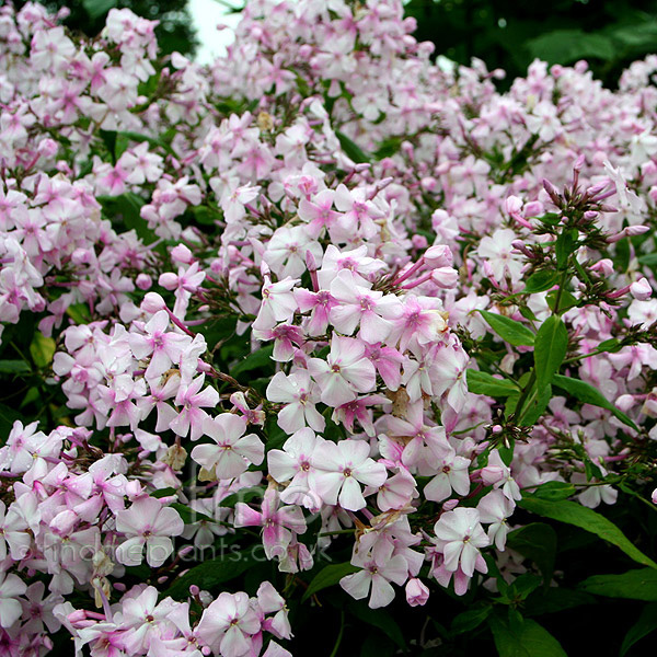 Big Photo of Phlox Paniculata