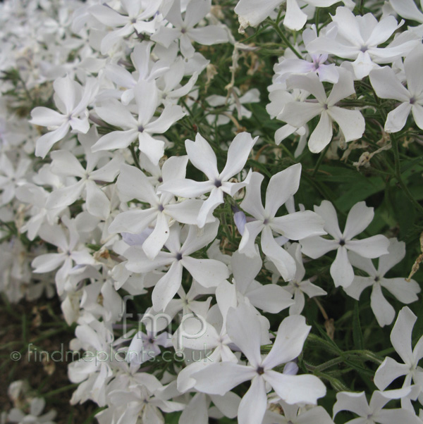 Big Photo of Phlox Divaricata, Flower Close-up