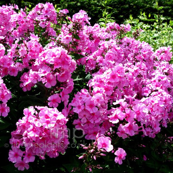 Big Photo of Phlox Paniculata