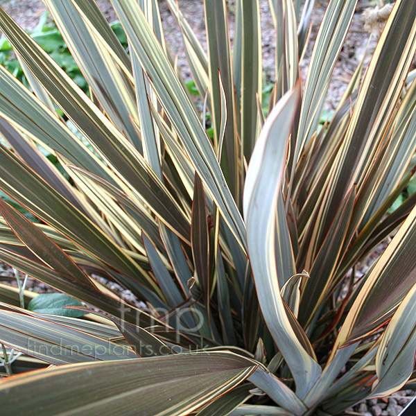 Big Photo of Phormium 