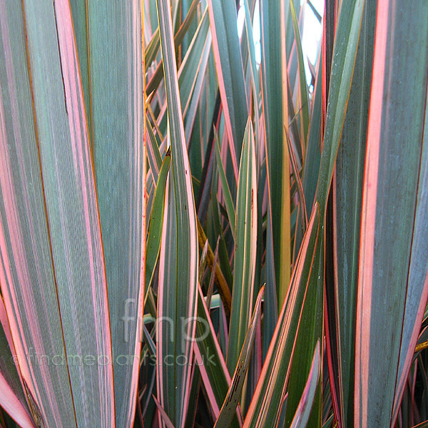 Big Photo of Phormium 