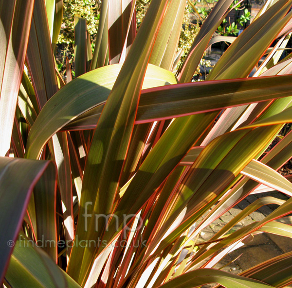 Big Photo of Phormium 