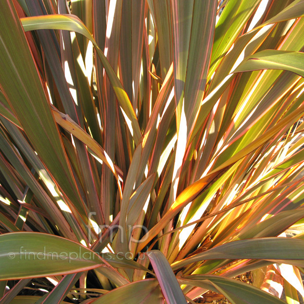 Big Photo of Phormium 