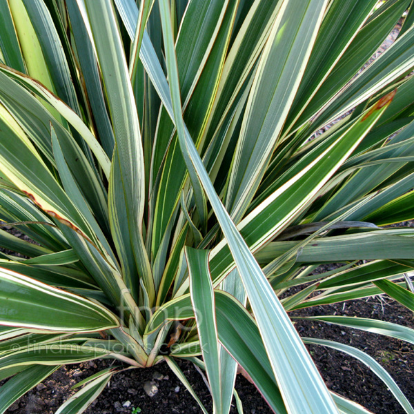 Big Photo of Phormium Tenax