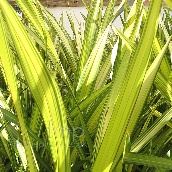 Big Photo of Phormium 