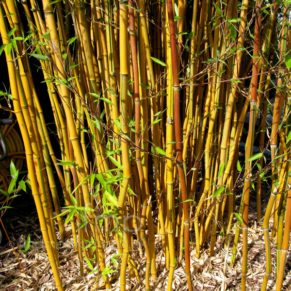 Big Photo of Phyllostachys Aureosulcata